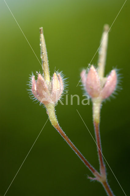 Robert geranium (Geranium robertianum)