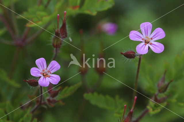 Robertskruid (Geranium robertianum)