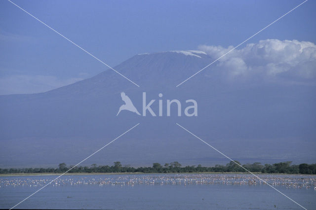 Greater Flamingo (Phoenicopterus ruber ruber)