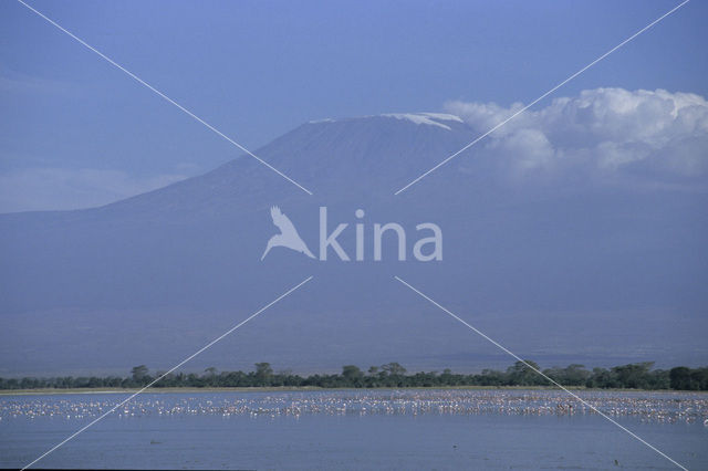 Rode flamingo (Phoenicopterus ruber ruber)