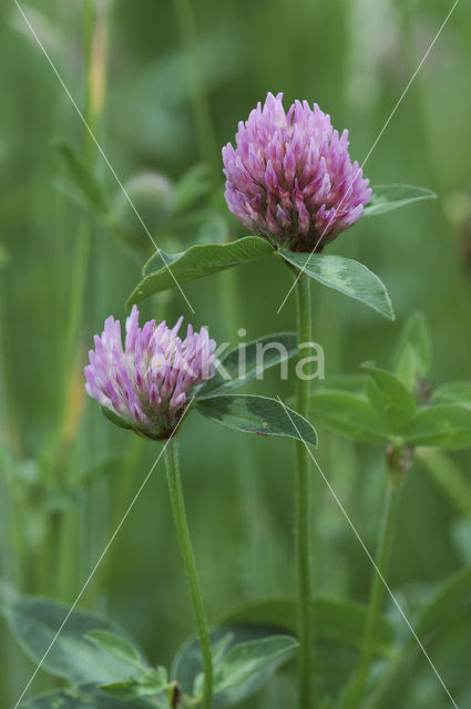 Rode klaver (Trifolium pratense)