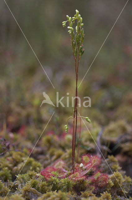 Ronde zonnedauw (Drosera rotundifolia)