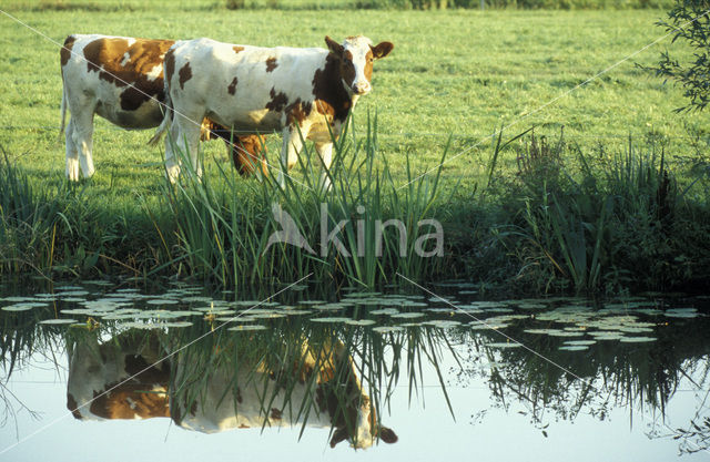 red-and-white Cow (Bos domesticus)