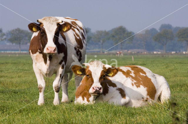 red-and-white Cow (Bos domesticus)