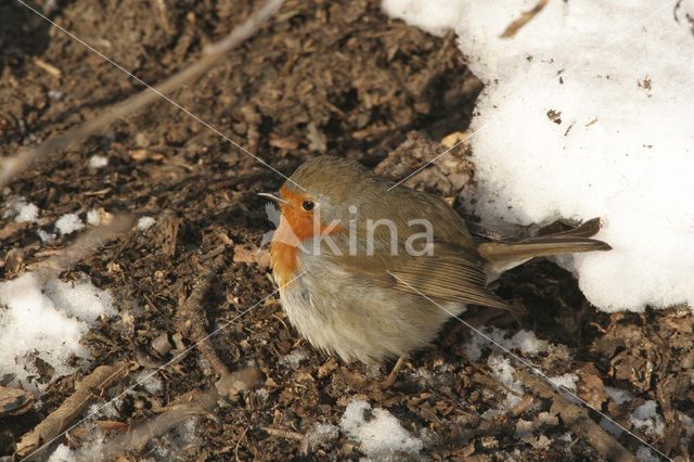 Roodborst