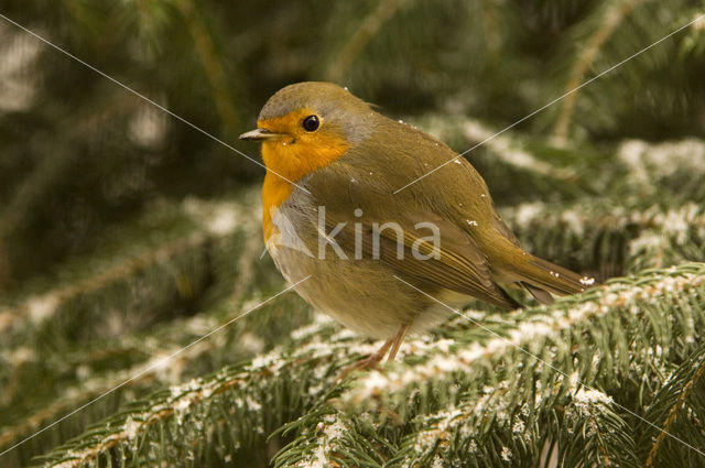 Roodborst