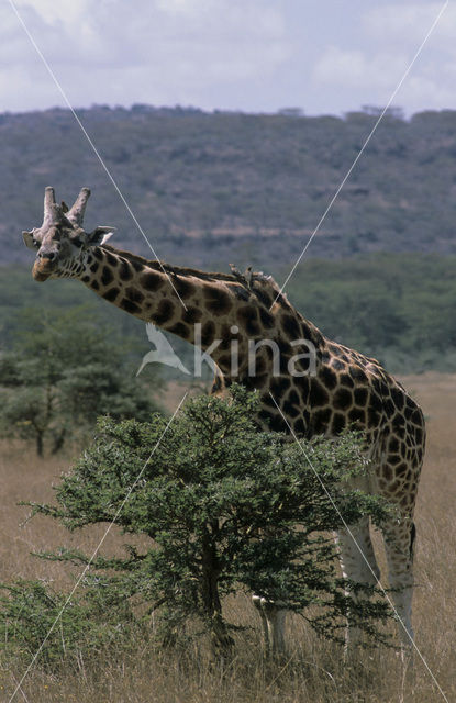 Rothschild’s Giraffe (Giraffa camelopardalis rothschildi)