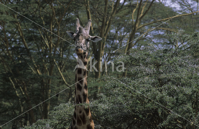 Rothschild’s Giraffe (Giraffa camelopardalis rothschildi)