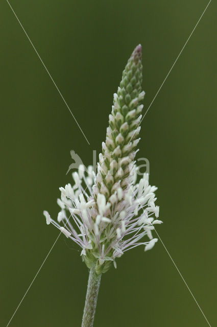 Hoary Plantain (Plantago media)