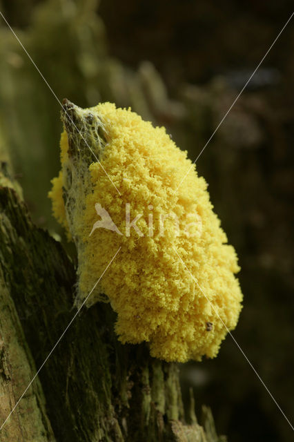 Scrambled egg slime (Fuligo septica)