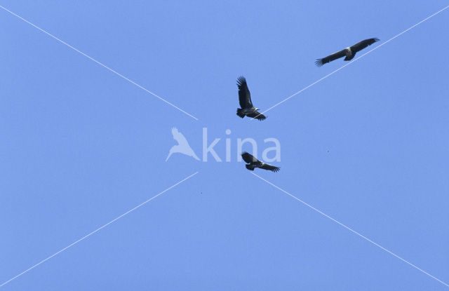 Rüppell' s griffon (Gyps rueppellii)