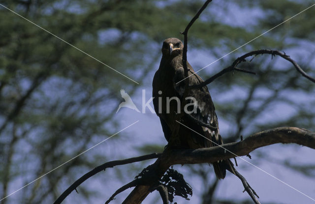 Tawny Eagle (Aquila rapax)