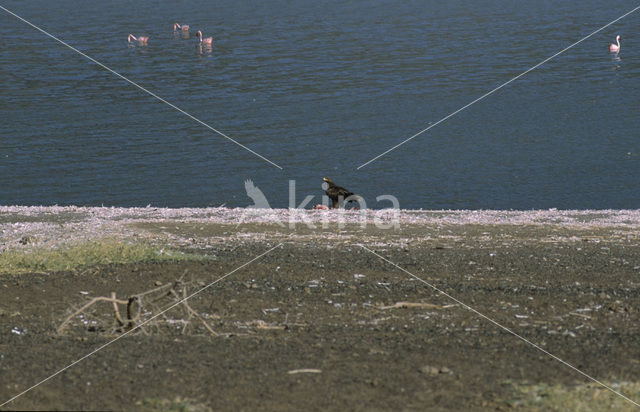 Savannearend (Aquila rapax)