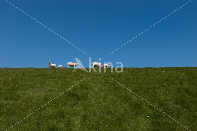 Sheep (Ovis domesticus)