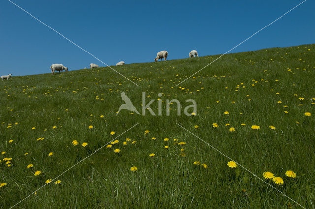 Schaap (Ovis domesticus)