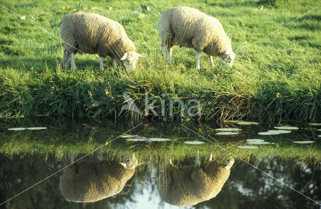 Schaap (Ovis domesticus)