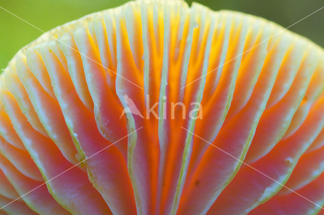 Scharlaken wasplaat (Hygrocybe coccinea)