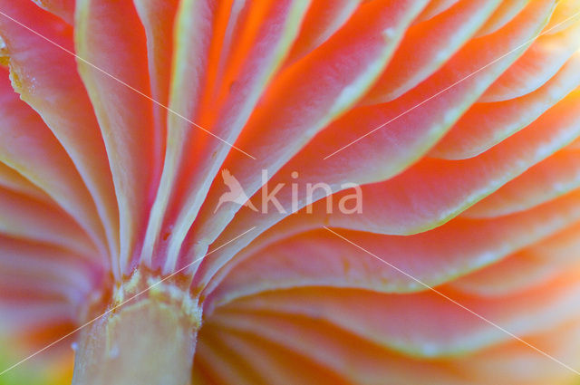 Scharlaken wasplaat (Hygrocybe coccinea)