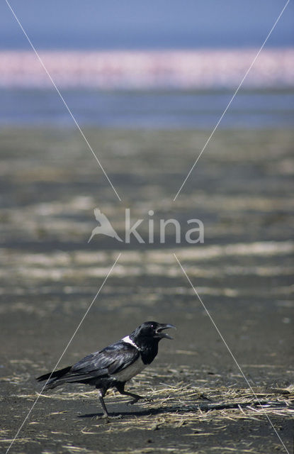 Pied crow (Corvus albus)