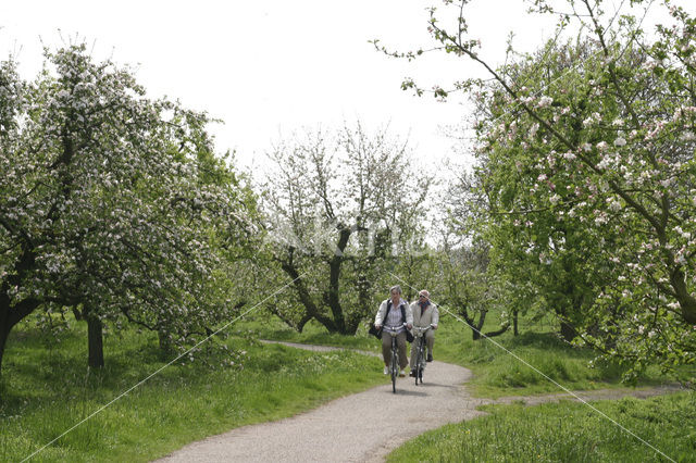 Schoonrewoerd