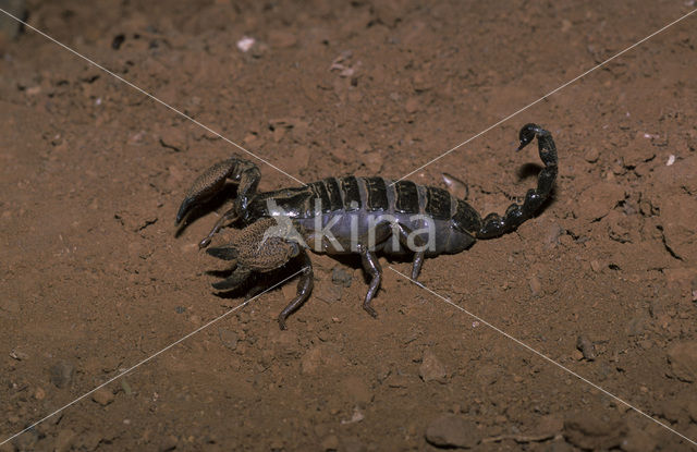 Scorpion