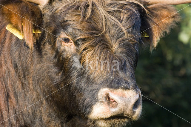 Highland Cow (Bos domesticus)