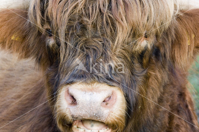 Highland Cow (Bos domesticus)