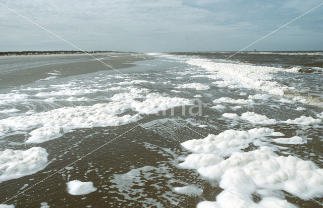 foam-algae (Phaeocystis sp)