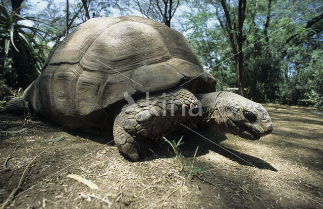 Seychellen reuzenschildpad