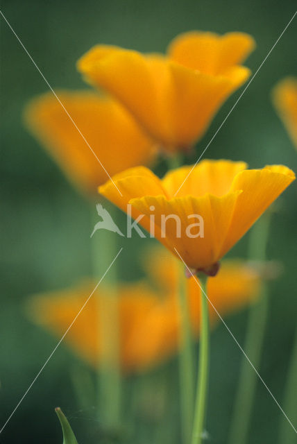 Californian Poppy (Eschscholzia californica)