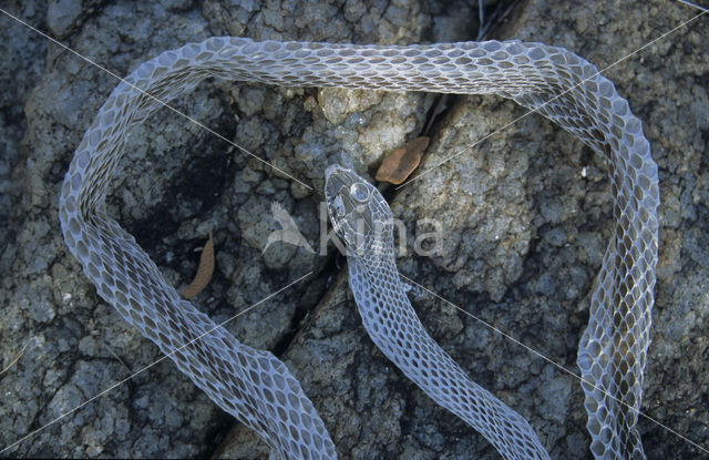 Snake