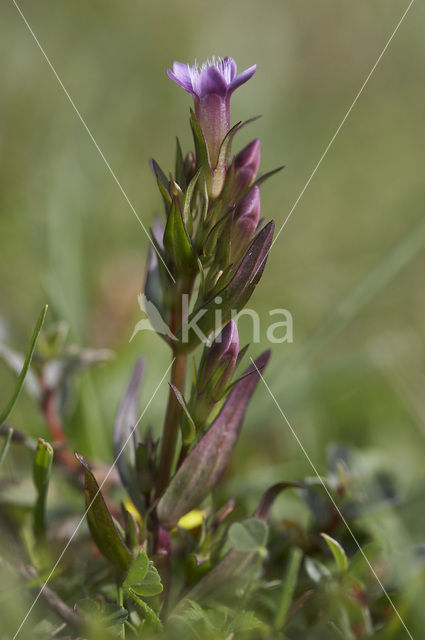 Slanke gentiaan (Gentianella amarella)