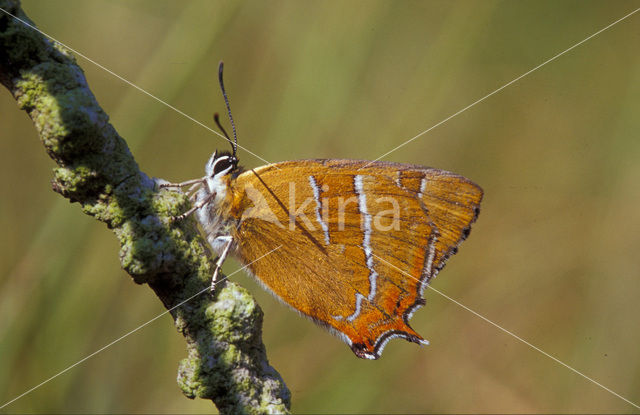 Sleedoornpage (Thecla betulae)