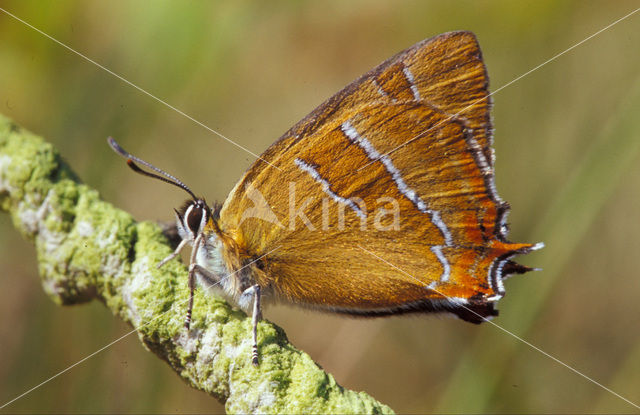 Sleedoornpage (Thecla betulae)