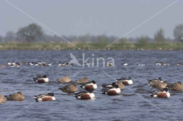 Northern Shoveler (Anas clypeata)