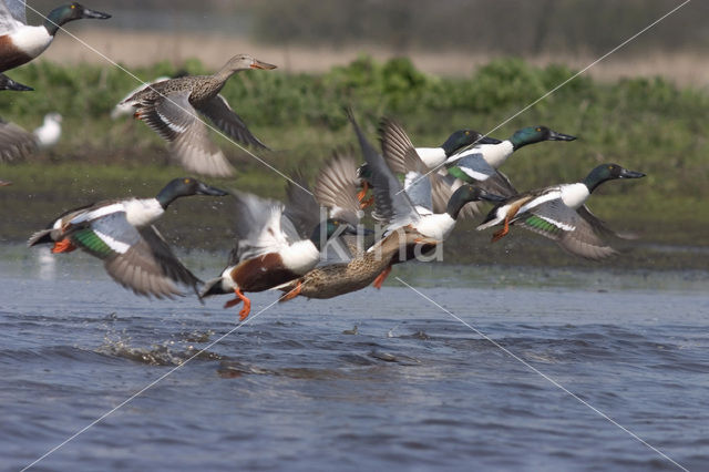 Northern Shoveler (Anas clypeata)