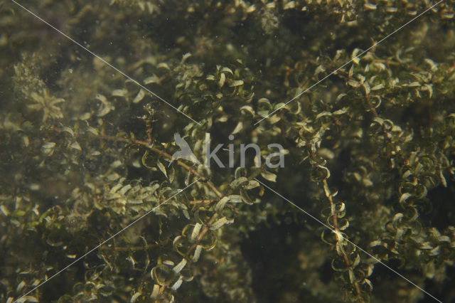 Nuttall’s Waterweed (Elodea nuttallii)