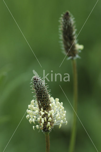 Smalle weegbree (Plantago lanceolata)