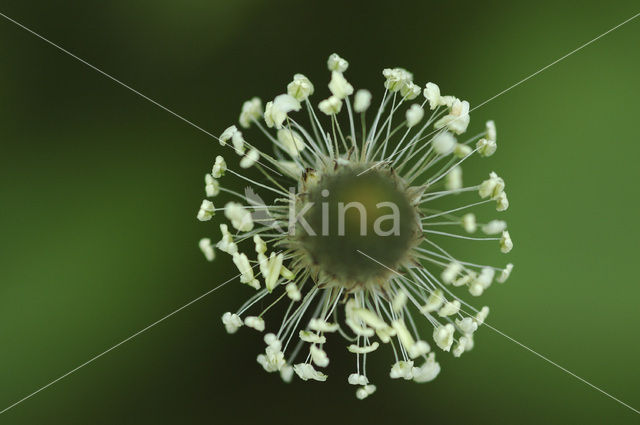 Ribwort Plantain (Plantago lanceolata)