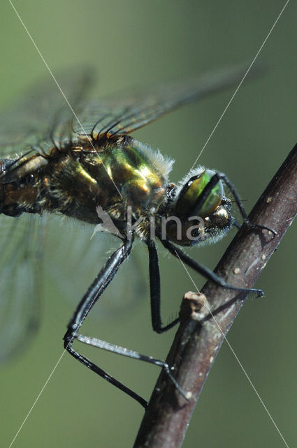 Downy Emerald (Cordulia aenea)