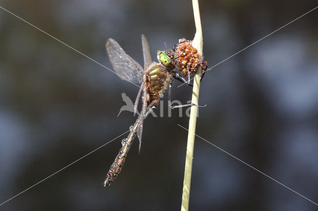 Downy Emerald (Cordulia aenea)