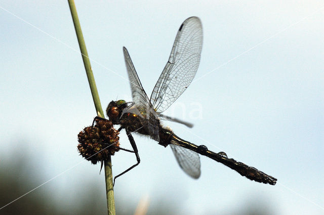 Smaragdlibel (Cordulia aenea)