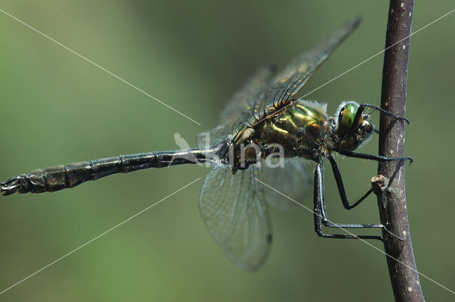 Smaragdlibel (Cordulia aenea)