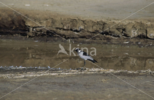 Smidsplevier (Vanellus armatus)