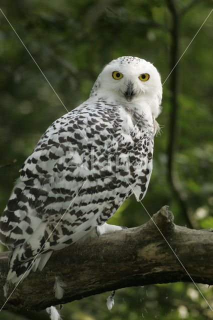 Sneeuwuil (Bubo scandiacus)