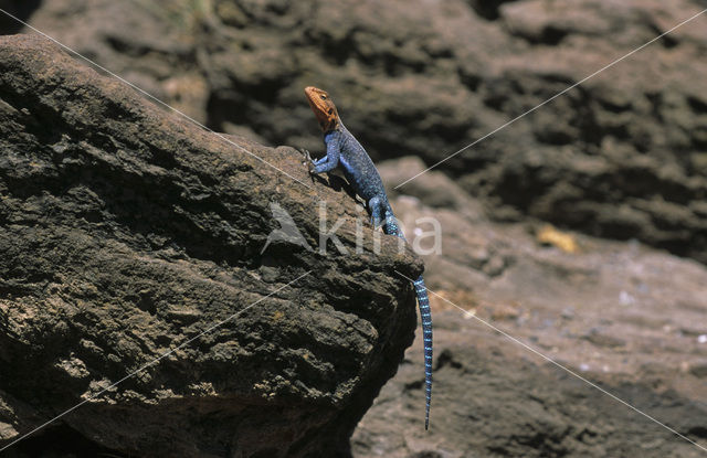 Southern Rock Agama (Agama atra )