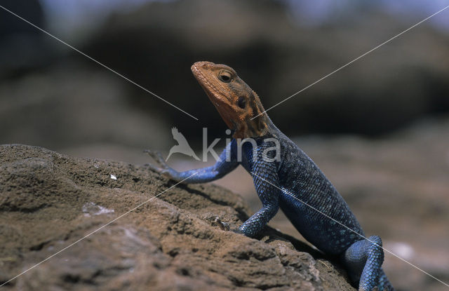 Southern Rock Agama (Agama atra )