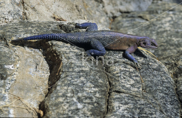 Southern Rock Agama (Agama atra )