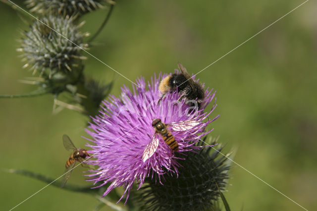 Spear Thistle (Cirsium vulgare)