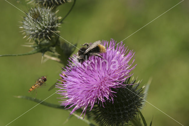 Speerdistel (Cirsium vulgare)